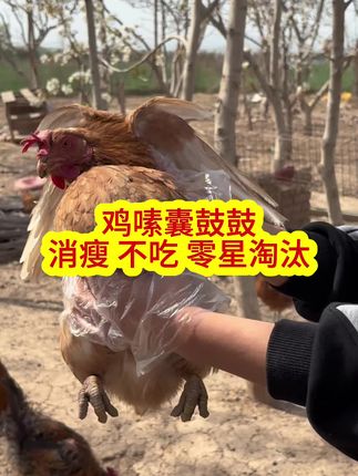 鸡嗉囊鼓鼓的,不吃,消瘦,零星淘汰 #农家土鸡 #三农 #养鸡人 #三农养殖 #养鸡