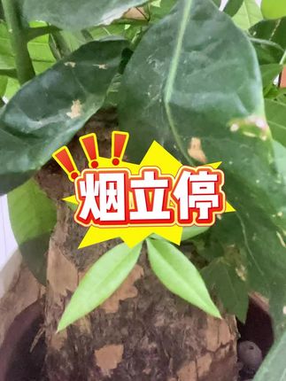 #烟立停#清烟含片#清烟含片推荐