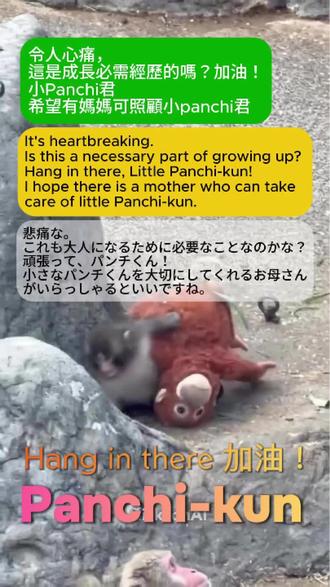 令人心痛,加油!小Panchi君
It's heartbreaking. Hang in there, Little Panchi-kun!
悲痛な。頑張って、パンチくん!
#panchikun , #panchi , #Panchi君 , #パンチ , #punch
令人心痛,這是成長必需經歷的嗎?加油!小Panchi君
希望有媽媽可照顧小panchi君
It's heartbreaking. Is this a necessary part of growing up? Hang in there, Little Panchi-kun!
I hope there is a mother who can take care of little Panchi-kun.
悲痛な。これも大人になるために必要なことなのかな?頑張って、パンチくん!
小さなパンチくんを大切にしてくれるお母さんがいらっしゃるといいですね。
千葉縣市川市動植物園
園方於2月20日在社交平台X發聲明回應,稱推測事件發生於2月19日上午。園方估計Panchi當時嘗試接近另一隻幼猴互動,其後被該幼猴的母親誤會為欺負行為,遂感到生氣並上前拖走Panchi。
園方解釋,在Panchi嘗試融入猴群初期,園方已作好發生類似情況的心理準備,形容這是作為猴群生活所需的溝通方式。儘管Panchi曾多次被其他猴子責罵,但強調當中並無猴子認真想攻擊牠。Panchi被拖行並抱緊玩偶之後,過了不久又像平常一樣,重投猴群交流。園方指出Panchi每當遭群體排斥,牠都能很快重振心理韌性,呼籲公眾不應「可憐」Panchi,而應為其的努力打氣。