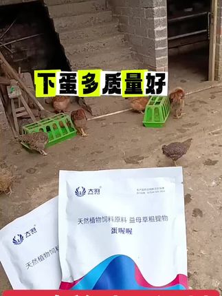 #养鸡技术 #养殖小知识 #三农养殖 #鸡鸭鹅养殖 #蛋鸡养殖