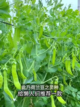 【荷兰豆种子】甜豌豆菜豌豆种秋冬季高产阳台盆栽饱满菜园蔬菜种子 #热门分享 #爆款推荐 #好物分享