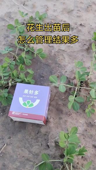 花生出苗后,怎么管理才能多结果,产量高!