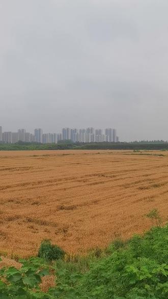 #真实生活分享计划 眼瞅着就要割麦了 一场雨就成这样了 农民种地太难了#丰收在望的田野 #未收割的麦田