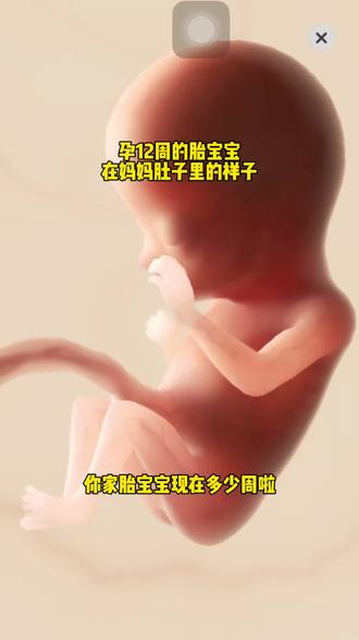 #孕12周 孕12周的胎宝宝在妈妈肚子里的样子#怀孕 #孕期 #一个身体两个心跳 #孕期记录