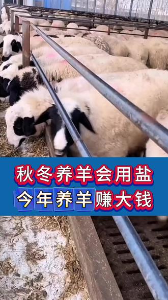 #养羊#牛羊养殖#新手养羊#养羊人