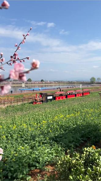 2026汉中最美油菜花节将于3月18日盛大开幕,皇塘水乡欢迎您#菜花节 #油菜花的季节 #汉中最美油菜花 #旅行推荐官 #川姐带你吃喝玩乐