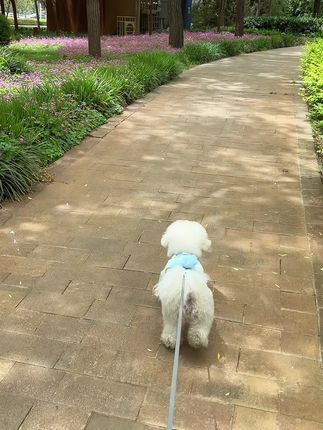 夏天遛狗,一定记得喷上驱虫喷雾#宠物驱虫喷雾 #宠物驱虫 #养狗经验