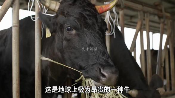 澳洲和牛:品种与风土的融合 #和牛 #澳洲和牛 #澳洲和牛m9