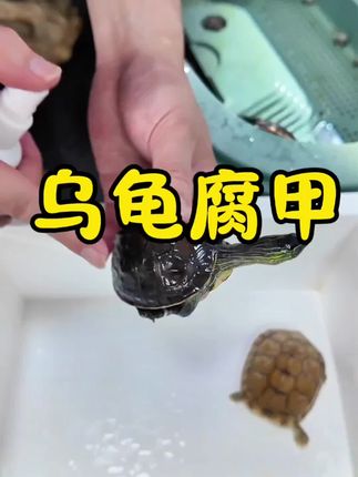 乌龟腐皮腐甲怎么办?养龟经验分享#乌龟 #乌龟腐皮烂甲 #乌龟腐皮