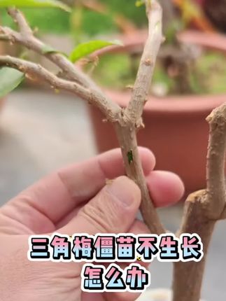 掉光叶子的三角梅,先别着急扔,用这个爆花原液试一试,很快生出新芽子#花卉绿植 #家庭种植 #三角梅 #三角梅养护 #养花