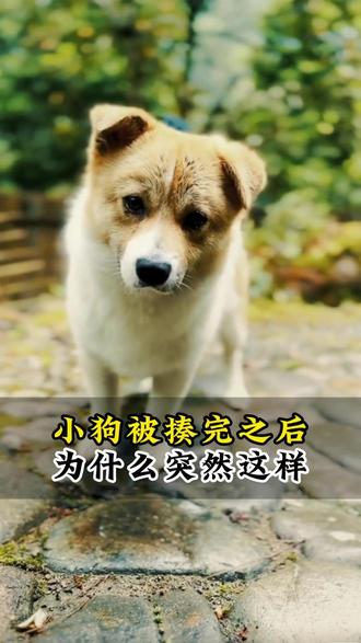 小狗被揍完之后为什么会这样 #小狗狗能有什么坏心思 #小狗的爱是永远的 #狗狗的日常 #萌宠成精了