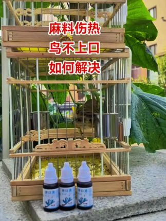 #萌宠出道计划 #养鸟经验分享 #鸟用开口灵#鸟用品#养鸟