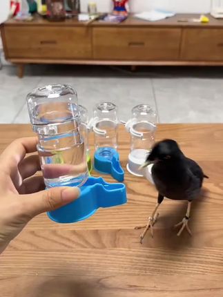 #鸟用品 #养鸟经验分享 #手养鹦鹉