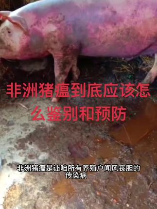 小小讲猪病:非洲猪瘟#小飞 #养猪 #养猪人 #蓝耳圆环副猪 #非洲猪瘟