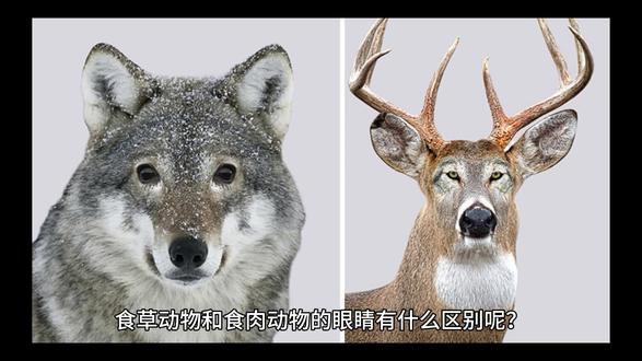 食草动物和食肉动物的眼睛有什么区别呢?#动物 #动物眼睛