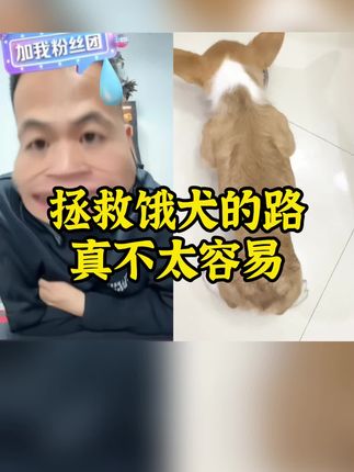 拯救饿犬的路还是太长了#狗狗吃饭