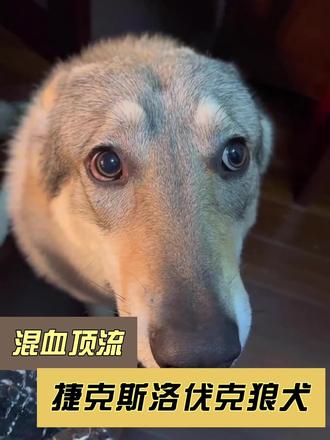 每期一狗--捷克狼犬 #捷克狼犬 #狗狗 #狗是人类最忠诚的朋友 #铲屎官的乐趣 #上热门