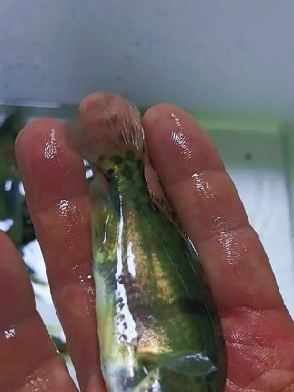 鳜鱼链接上了准备间等你