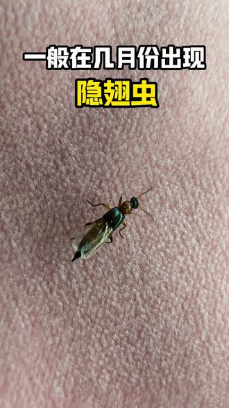 隐翅虫一般在几月份出现?如何防虫呢?隐翅虫这种神秘的小生物,每年的 5月至 9 月可活跃啦!夏秋季节潮湿的环境,简直是它们的“欢乐天堂”。它们有趋光性,晚上喜欢围着灯光转,很容易碰到它们。要小心!隐翅虫可是带强酸性毒液的“小刺客”。要是不小心接触到它们的体液,皮肤会先有烧灼感,然后发红,接着变成紫红色,最后留下褐色斑痕,想想都难受。 隐翅虫出没季,做好防范,别来不必要的“亲密接触”,家里发现隐翅虫,,直接使用这款隐翅虫专用杀虫剂,喷洒在虫子常出没的地方,虫子和虫卵接触到就能被灭杀,药剂无色无味不刺鼻,家有小孩和老人都可以放心使用#隐翅虫#隐翅虫的危害 #隐翅虫皮炎 #隐翅虫的毒液堪比硫酸 #隐翅虫咬伤怎么办