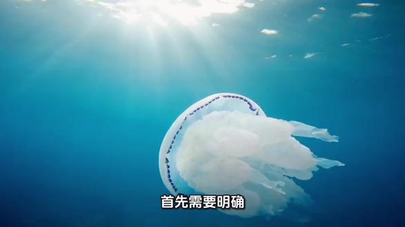 辽参有哪些营养价值?辽参好吗?