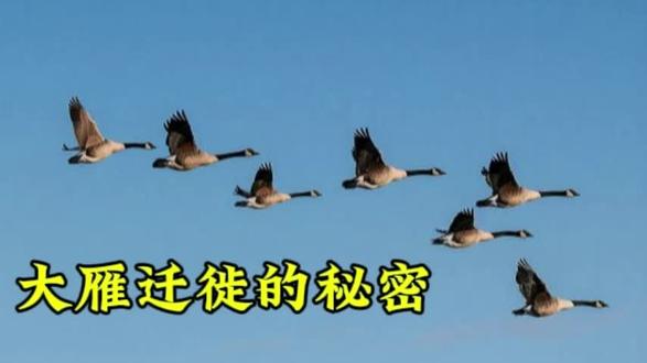 大雁迁徙的秘密#动物科普知识 #科普知识分享