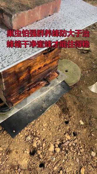 #上热门 #诱蜂技巧与方法新手也会#蜜蜂知识分享#养蜂技巧与病虫害防治#种草激励计划 分享的都是实实在在的养蜂经验,希望自己的微薄之力能够帮助到更多的人!