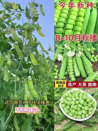 #豌豆 #甜豌豆 #蔬菜种子