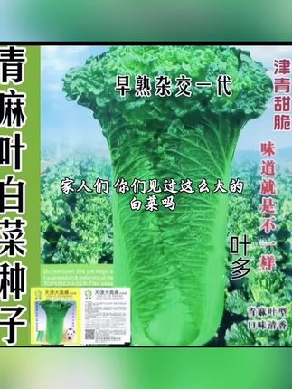 #青麻叶白菜种子#白菜种子#大白菜#大白菜种植 #绿色植物 #植物科普小知识