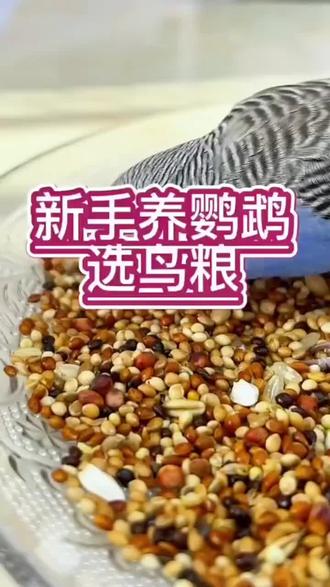 玄凤鹦鹉鸟粮混合鸟粮牡丹等中小型鹦鹉鸟食饲料五色黍子谷子#玄凤鹦鹉 #鹦鹉 #如何喂养鹦鹉 #鸟宝宝 #手养鹦鹉