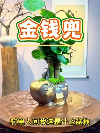 #男士神仙单品 #家庭种植 #室内盆栽 #花卉绿植 #盆景艺术