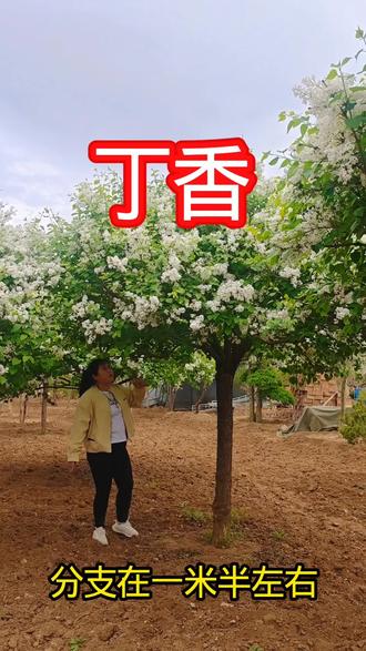 丁香花开满庭院,美得让人移不开眼 #现场实拍 #丁香花开的季 丁香花开满庭院,美得让人移不开眼 #现场实拍 #丁香花开的季节 #一树繁花