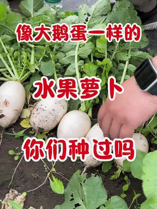 入伏了,该种#萝卜 了,今年试试这款白鹅蛋#水果萝卜#萝卜种子#南方北方均可种植 #三农