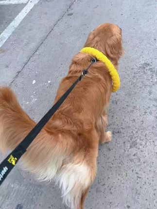 豆包🐶带着它最爱的玩具出来榨街了#遛狗 #萌宠 #金毛 #毛孩子的日常 #可爱到爆炸💥