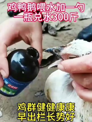 #三农养鸡 #新手养鸡 #养鸡技术 #农村散养土鸡 #养鸡的技术和方法