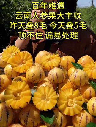 正宗云南树熟人参果,产地大丰收啦!趁现在划算,赶紧多囤点。#树熟人参果 #云南人参果 #人参果