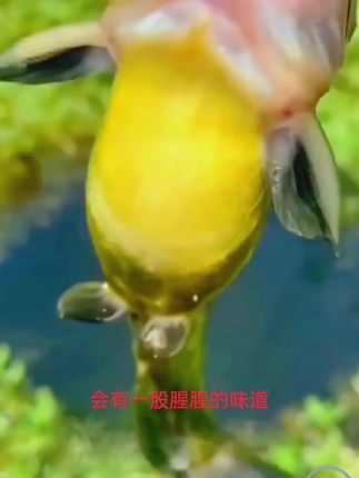 【抓鱼器】金属夹鱼器,冬天抓鱼不脏手不冻手轻松抓鱼不伤鱼不扎手夹鱼钳#渔具 #户外钓鱼 #钓鱼 #夹鱼器 #创作灵感@巨量千川