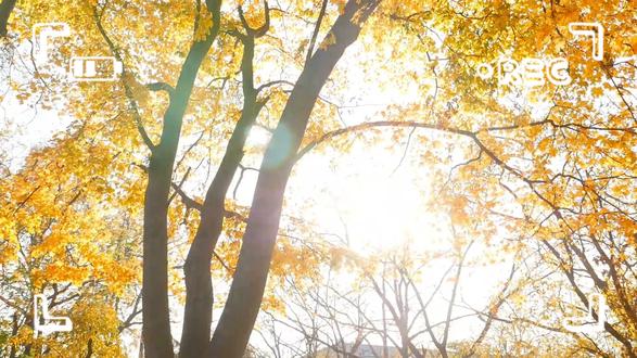 温暖的一百天 和你们相遇的一百天
不负相遇 不负偏爱
#旭旭宝宝大马猴 #旭旭宝宝 #光音里境响营