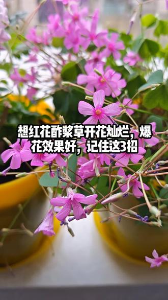 想红花酢浆草开花灿烂,爆花效果好,记住这3招#花卉绿植#生活小妙招#养花小知识#养花#一花一草一世界