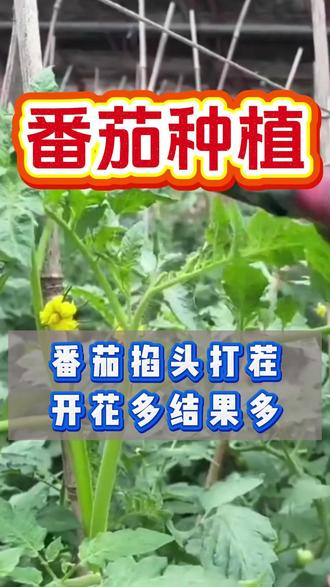 番茄掐头打茬,才能开花多,结果多#番茄种植 #西红柿种植 #蔬菜种植 #种菜