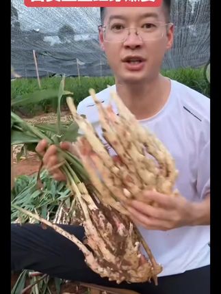 正宗五宝红芽嫩姜,每天现挖现发,不洗带泥直接发货,没有保鲜剂防腐剂漂泊剂,大家放心吃#姜#嫩姜#仔姜#仔姜牛肉丝 #农产品