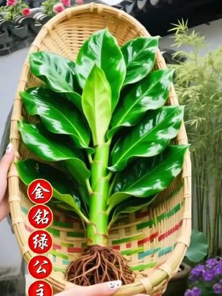 爱抽烟的你一定要养一盆金钻, 也叫绿公主, 它叶片翠绿肥大。#金钻绿公主盆栽 #金钻#花卉#花卉植物 #绿植花卉