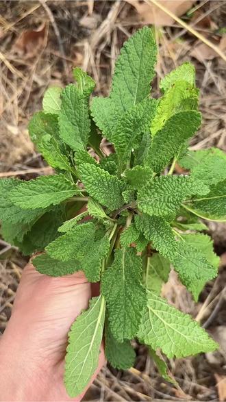 农村常见的蛤蟆草,很多人不了解它的价值,有经验的老人会采回家 #植物科普 #科普 #涨知识 #内容启发搜索