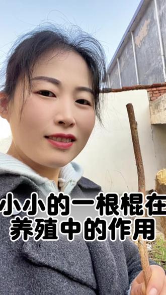 小小的一根棍在养殖中的妙用#养羊#养羊技术 #养羊创业 #养羊技术分享 #养羊创业