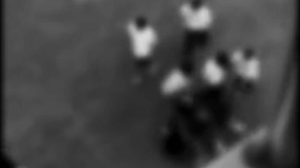 《早几年给老百姓插地里说是人参》