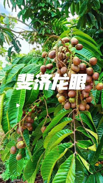 斐济龙眼/龙珠果#世界热带水果之窗#苗木#苗木供应#热带水果