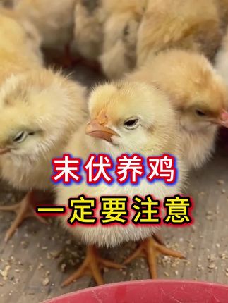 末伏养鸡一定要注意#鸡#三农#母鸡#养殖