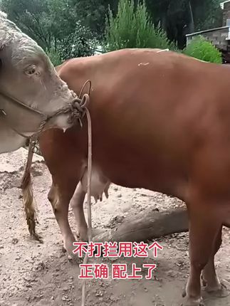 猪牛羊通用,好用,正确,视频下方小黄车下单 #繁殖母牛 #牛村养牛