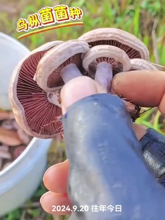 #乌枞菌菌种 #舌尖上的美味#乌枞菌种植