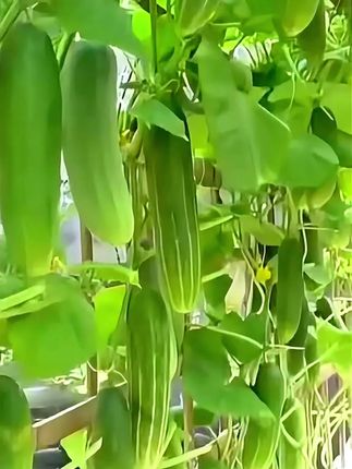 这款黄瓜现在种下,接下来就能吃到自己种的可口黄瓜#家庭种植 #黄瓜种植 #黄瓜