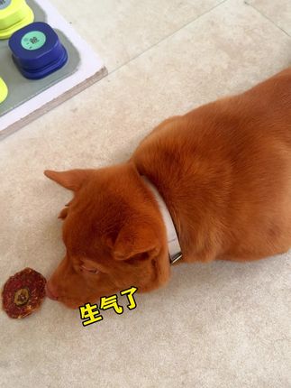 小锋小志的猫咪小院